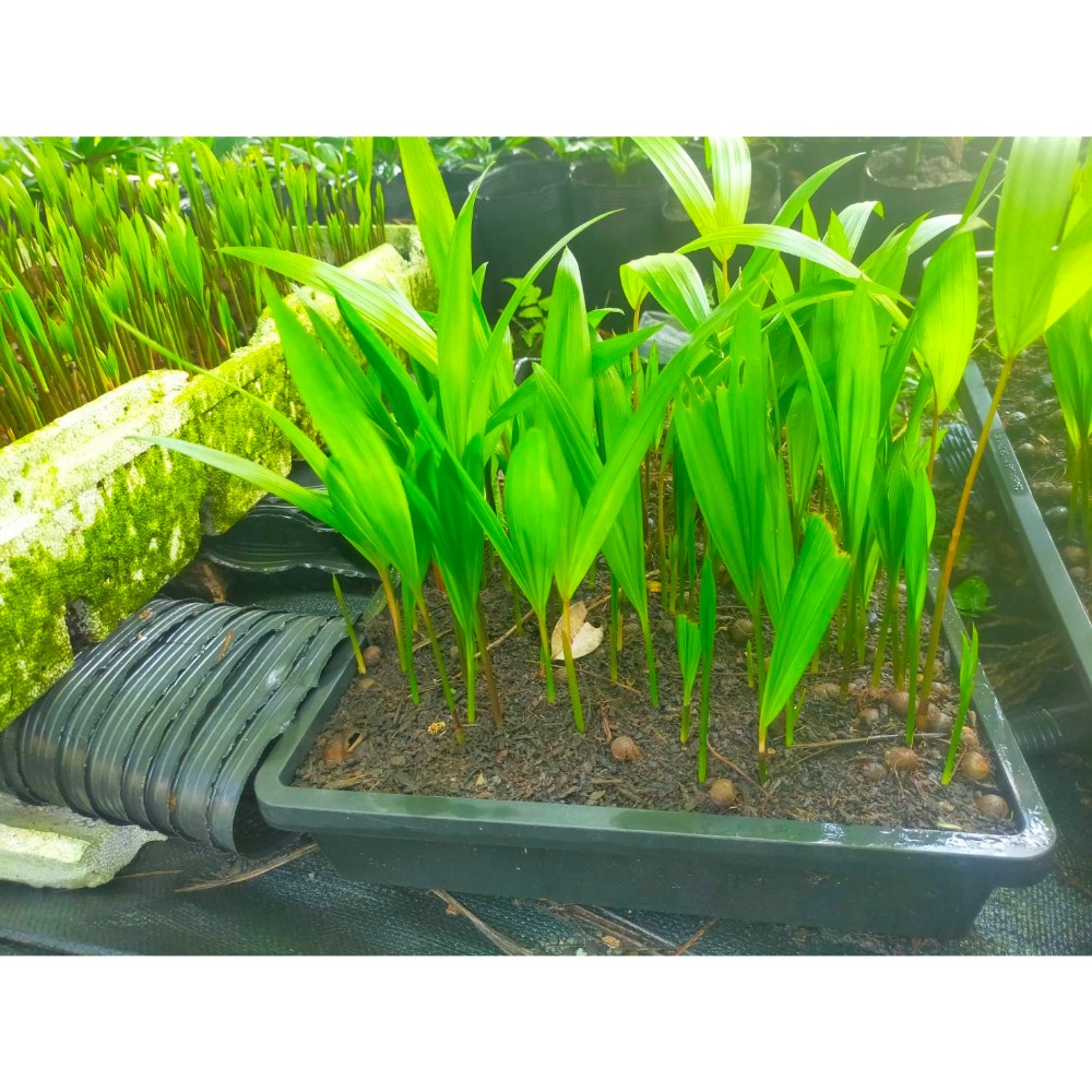 【新品上線！】巴西莓果苗🫐3吋盆 株高20-30公分 生命之果 熱帶雨林療癒綠意 觀賞植物 鮮果植栽 南美洲果苗 果實-細節圖3