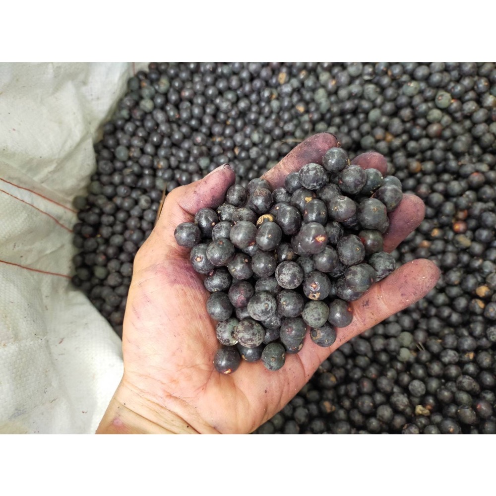 【新品上線！】巴西莓果苗🫐3吋盆 株高20-30公分 生命之果 熱帶雨林療癒綠意 觀賞植物 鮮果植栽 南美洲果苗 果實-細節圖4