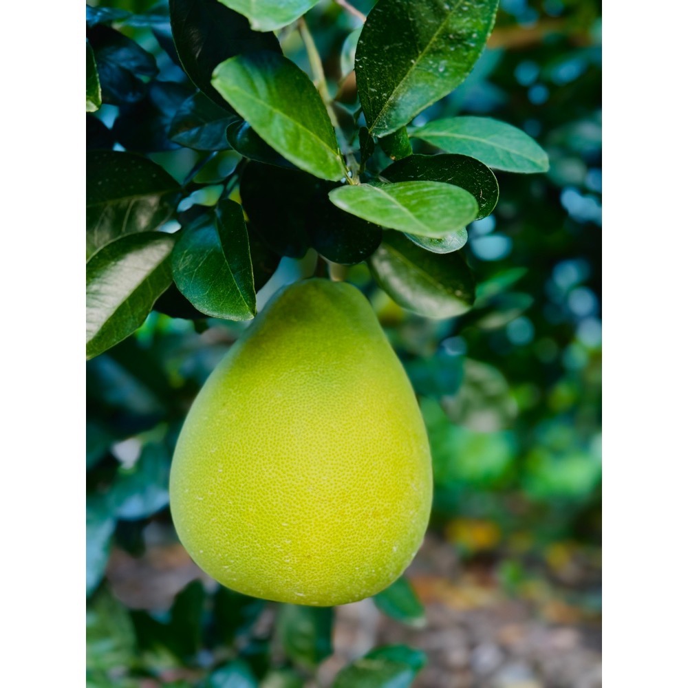 【免運產季中！】台東老欉文旦柚子🍐產地直送🧑‍🌾頂級送禮級🏆中元普渡 中秋送禮 果農直配 中秋禮盒  送禮首選-細節圖3