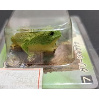 模型  大神秘亞馬遜 7.綠色Iguana 已上色自然 手辦 收藏卡-細節圖2