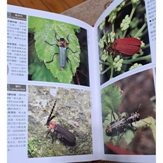 自然  昆蟲入門、昆蟲圖鑑（一盒二書）-細節圖3