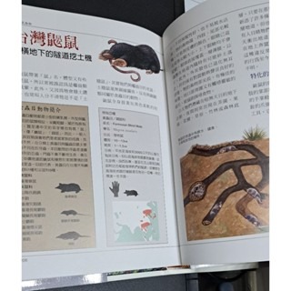 自然    台灣哺乳動物-細節圖6