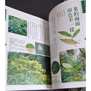 自然    台灣賞樹情報-細節圖2