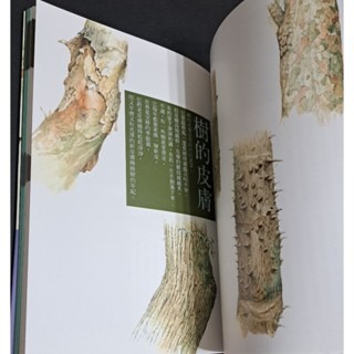 自然    台灣賞樹情報-細節圖3