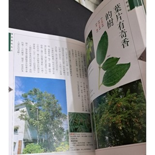 自然    台灣賞樹情報-細節圖4