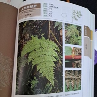 自然   蕨類圖鑑 遠流出版-細節圖3