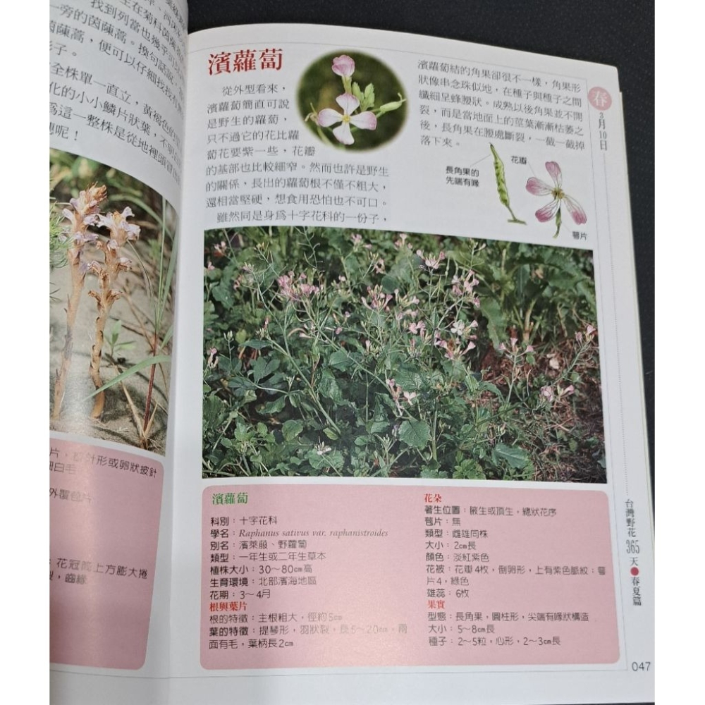 圖鑑  台灣野花365天-細節圖3