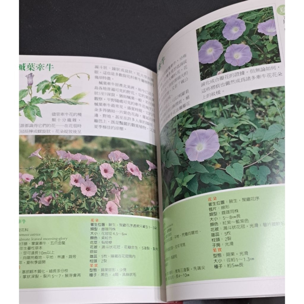 圖鑑  台灣野花365天-細節圖4