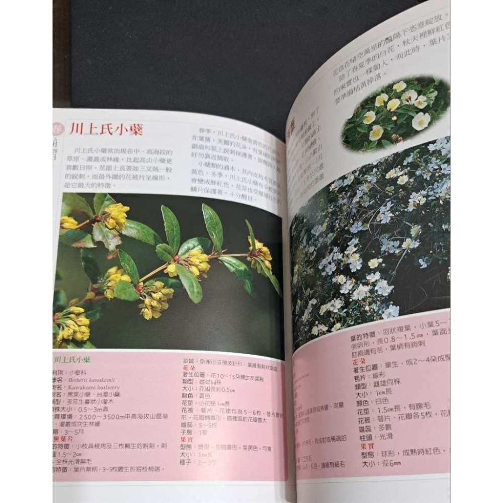 圖鑑  台灣野花365天-細節圖5