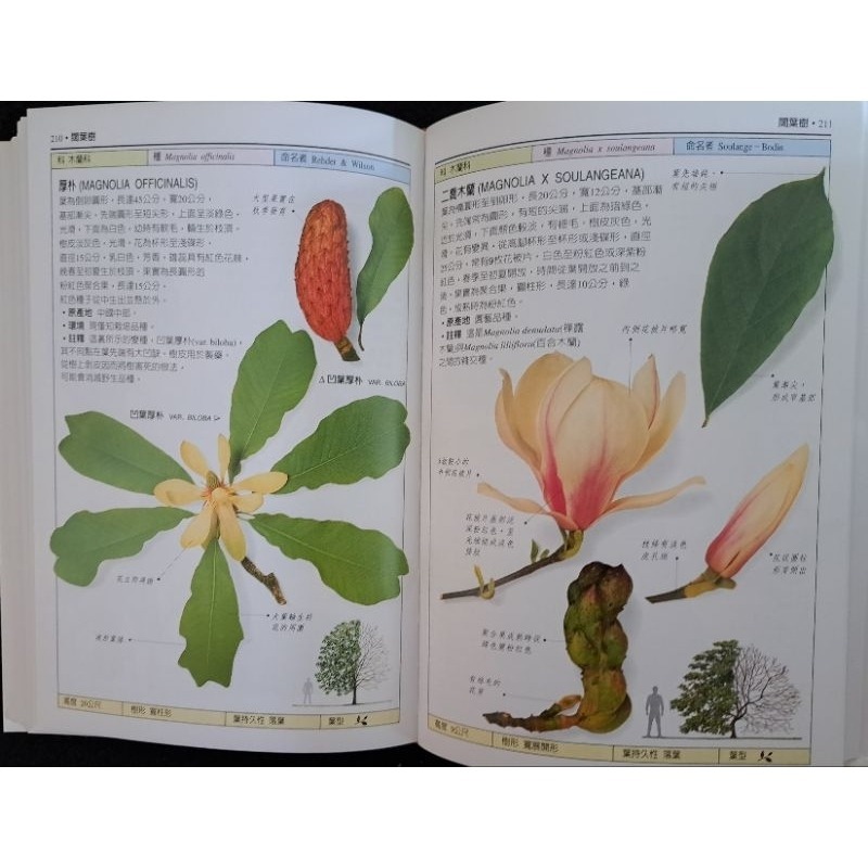 自然    樹木圖鑑  貓頭鷹出版社-細節圖2