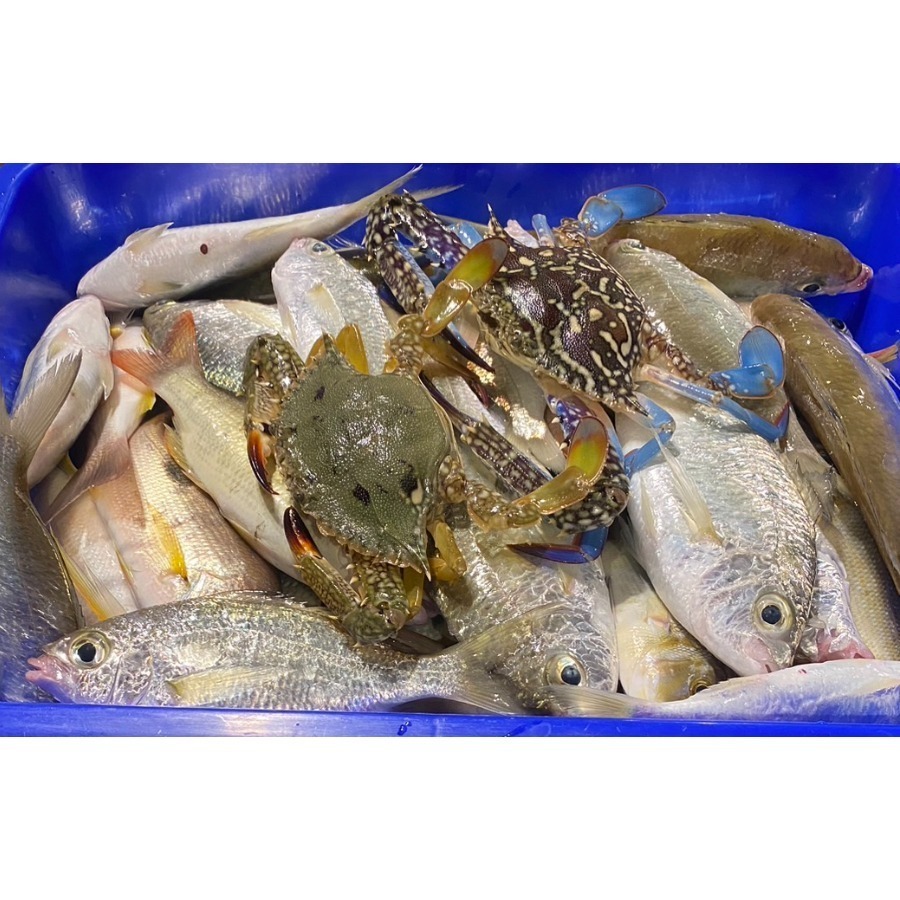 🐟 海鮮盛宴•手釣綜合魚箱 5斤重•真空包裝-細節圖2