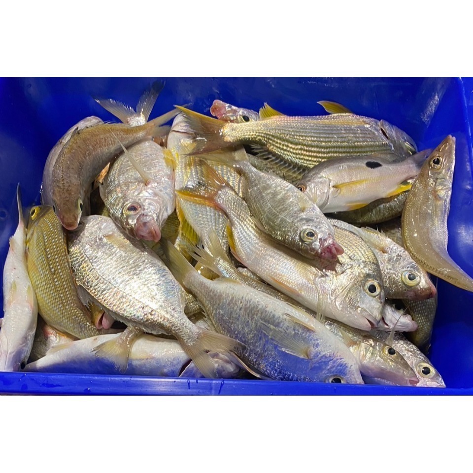🐟 海鮮盛宴•手釣綜合魚箱 5斤重•真空包裝-細節圖3