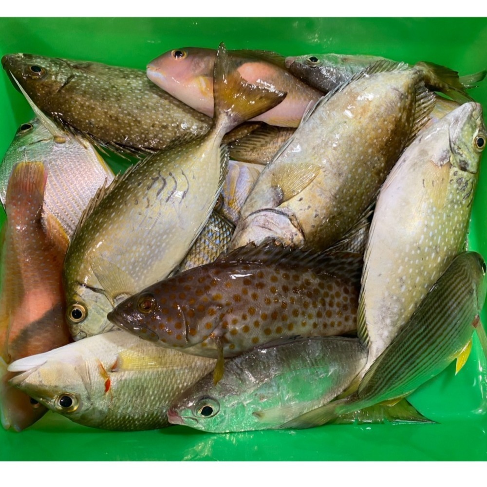 🐟 海鮮盛宴•手釣綜合魚箱 5斤重•真空包裝-細節圖4