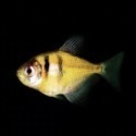 磚魚 金磚 綠磚 黃磚魚 飼料 黃色 金色 顏色 螢光 小型魚 水族 飼料 天使魚 彩色群觀賞魚 紅色 藍色 螢光磚魚-規格圖1