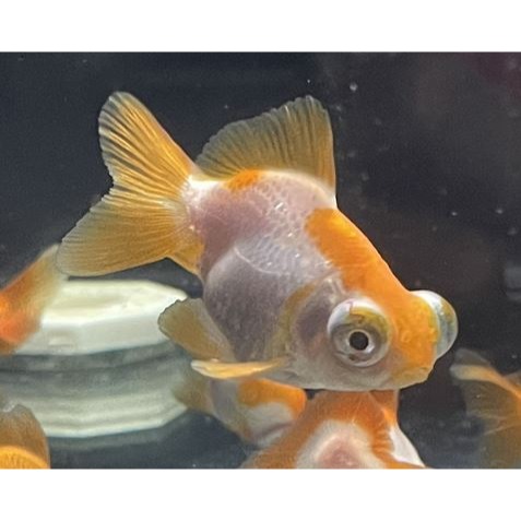 全紅蝶尾金魚 紅黑蝶尾 紅白蝶尾 泰師金魚 紅帽金魚 小紅帽 黑蝶尾 蘭壽金魚 琉金金魚 紅頭金魚 金魚-細節圖2