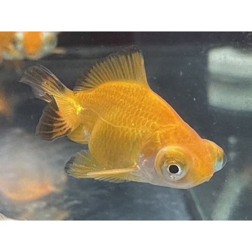 全紅蝶尾金魚 紅黑蝶尾 紅白蝶尾 泰師金魚 紅帽金魚 小紅帽 黑蝶尾 蘭壽金魚 琉金金魚 紅頭金魚 金魚-細節圖3