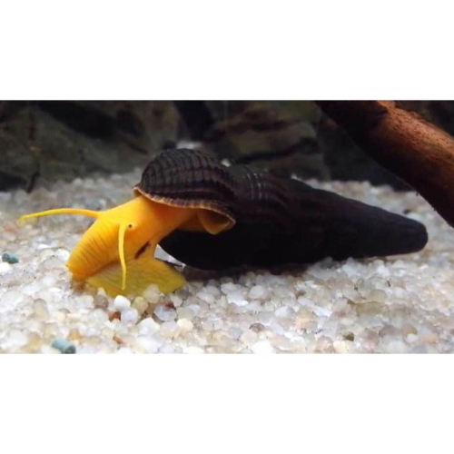 橙兔螺 兔螺 黑金鋼螺 蜜蜂角螺 蘋果螺 羊角螺 黑兔螺 黃金螺 彩蛋螺 螺類 清魚缸 吃藻類