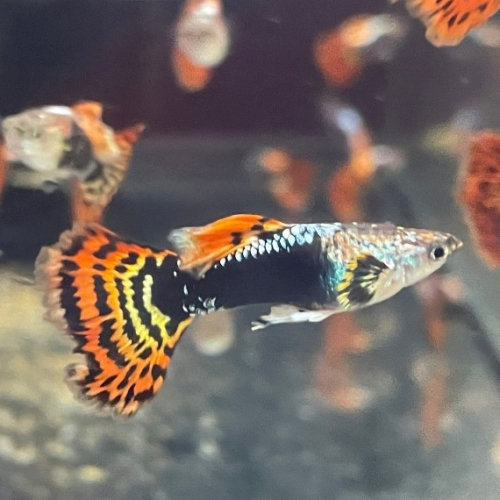 紅龍頭孔雀魚 龍頭孔雀魚 馬賽克孔雀魚 馬賽克 龍頭 好養 登革熱 戶外池