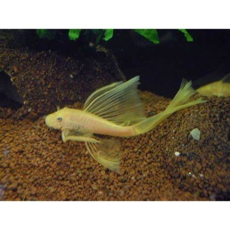 藍眼鬍子魚 紅眼鬍子魚 雪花鬍子魚 藍眼鬍子大帆 紅眼鬍子大帆 雪花鬍子大帆 大帆鬍子 24k鬍子-細節圖2