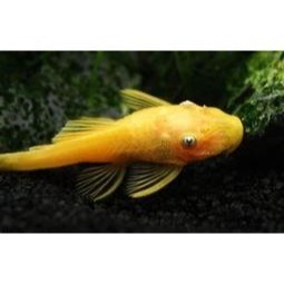 藍眼大帆 藍眼鬍子魚 紅眼鬍子魚 雪花鬍子魚 藍眼鬍子大帆 紅眼鬍子大帆 雪花鬍子大帆 大帆鬍子 24k鬍子-細節圖2