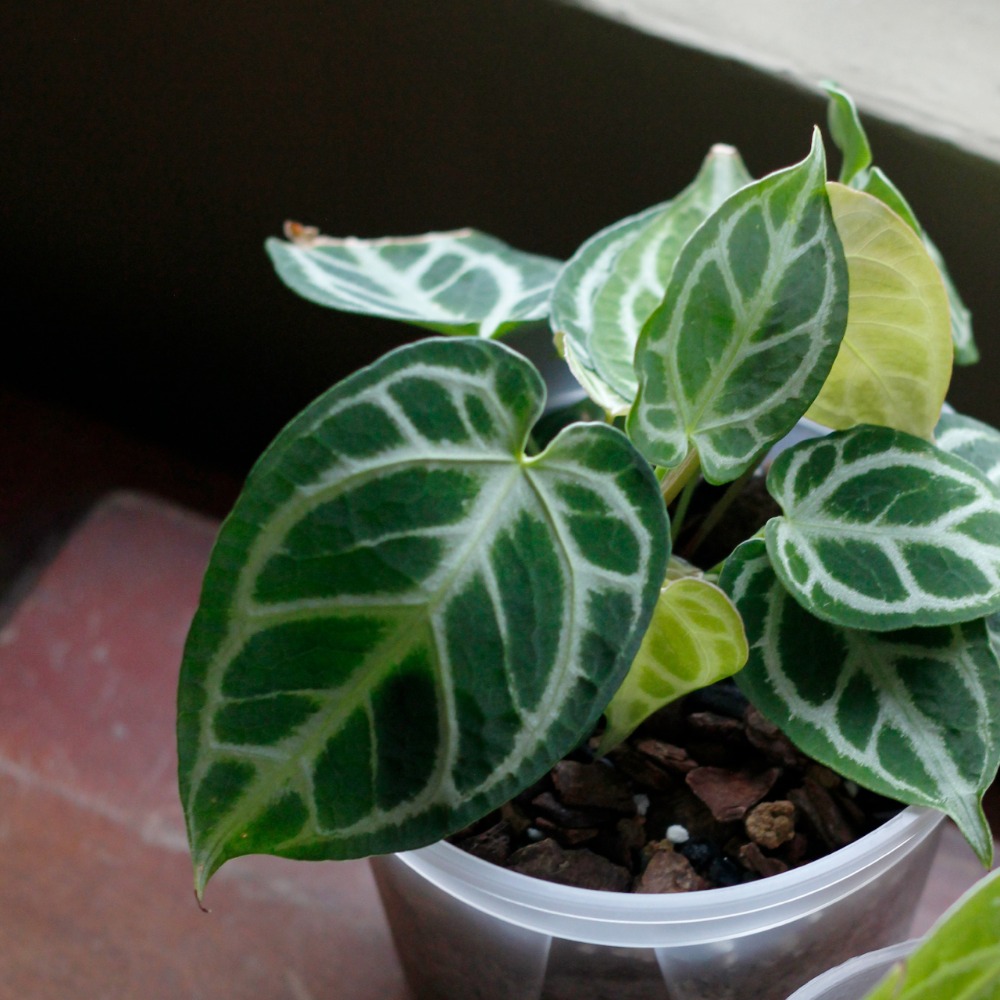 【0123.studio】特調火鶴介質1.2L 花燭介質 火鶴介質 紐西蘭 熟化樹皮 三本線赤玉土 觀葉植物 室內外適用-細節圖2