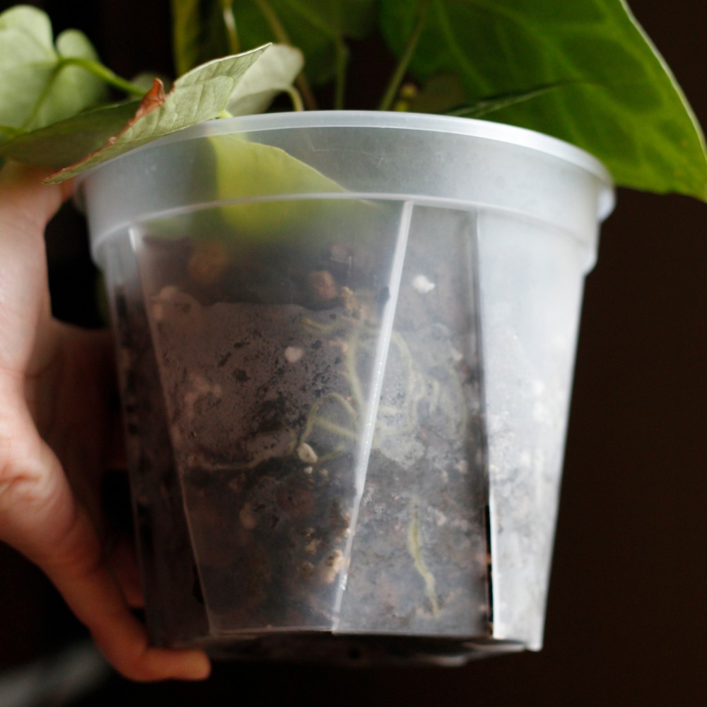 【0123.studio】特調火鶴介質1.2L 花燭介質 火鶴介質 紐西蘭 熟化樹皮 三本線赤玉土 觀葉植物 室內外適用-細節圖3