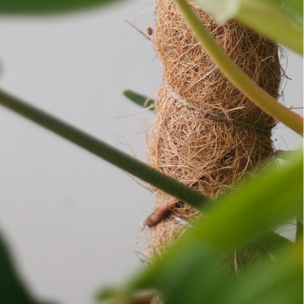 【0123.studio】現貨 40CM 椰纖棒 椰纖柱 塑膠中柱款 防霉 可串接 龜背芋 支撐架 爬藤植物 觀葉 攀爬-細節圖2