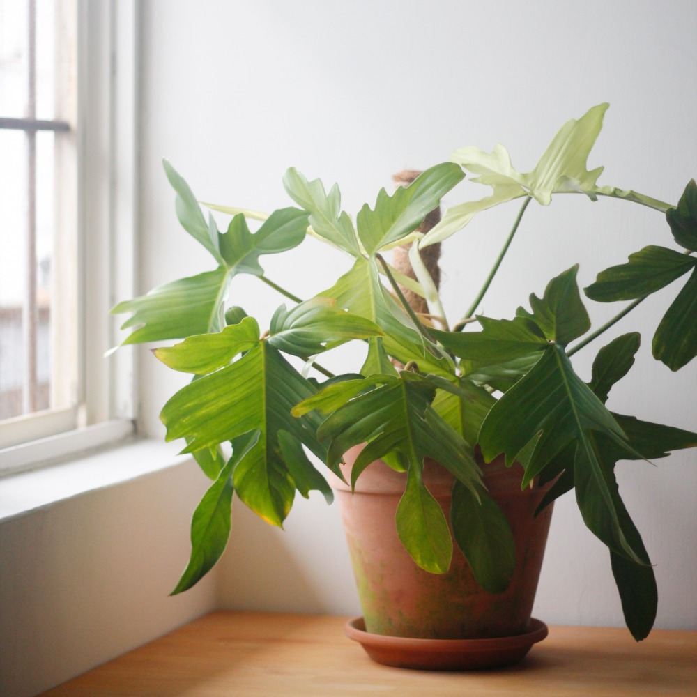 【0123.studio】現貨 40CM 椰纖棒 椰纖柱 塑膠中柱款 防霉 可串接 龜背芋 支撐架 爬藤植物 觀葉 攀爬-細節圖4