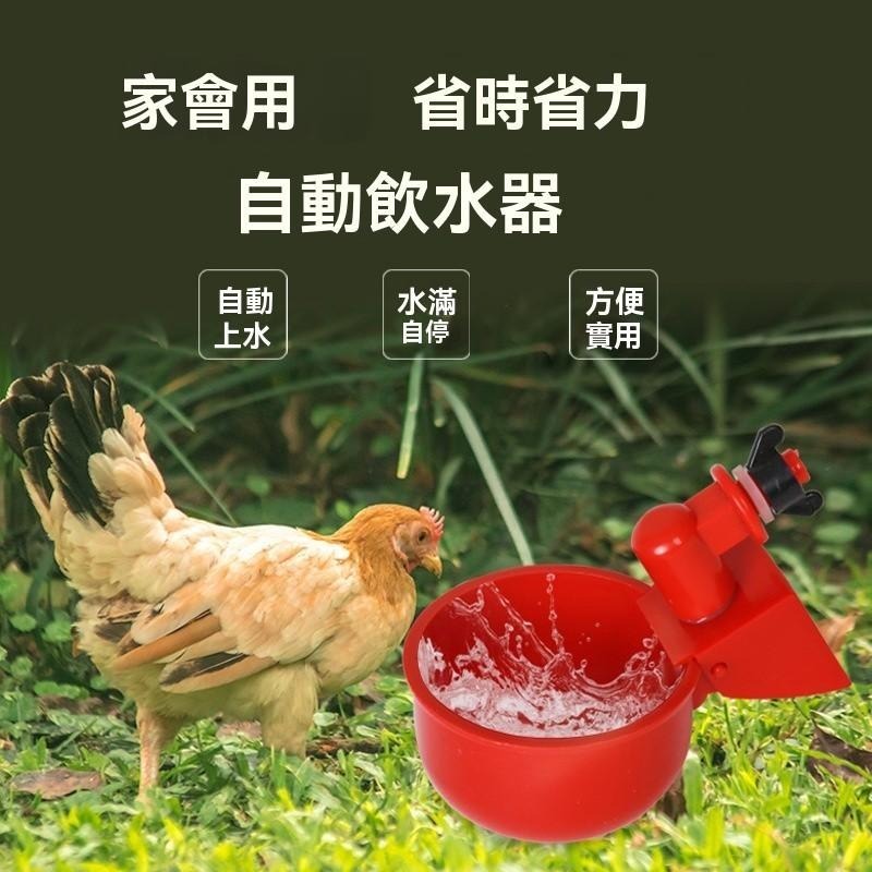 自動水碗 飲水器 養殖專用 省時省力 DIY 雞 鴨 鵝 養雞 養殖設備 餵鴿子水碗鳥飲水器 鵪鶉 雞水槽 碗 餵食器具-細節圖2
