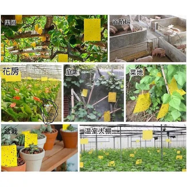 50片100元 黏蟲板 黃色黏蟲紙 黏蒼蠅紙 誘蟲板 黏蟲紙 植物防蟲紙 捕蟲板 黏蟲膠板 陽台菜園防蟲 雙面-細節圖2