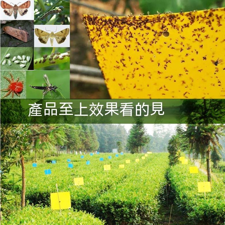 50片100元 黏蟲板 黃色黏蟲紙 黏蒼蠅紙 誘蟲板 黏蟲紙 植物防蟲紙 捕蟲板 黏蟲膠板 陽台菜園防蟲 雙面-細節圖3