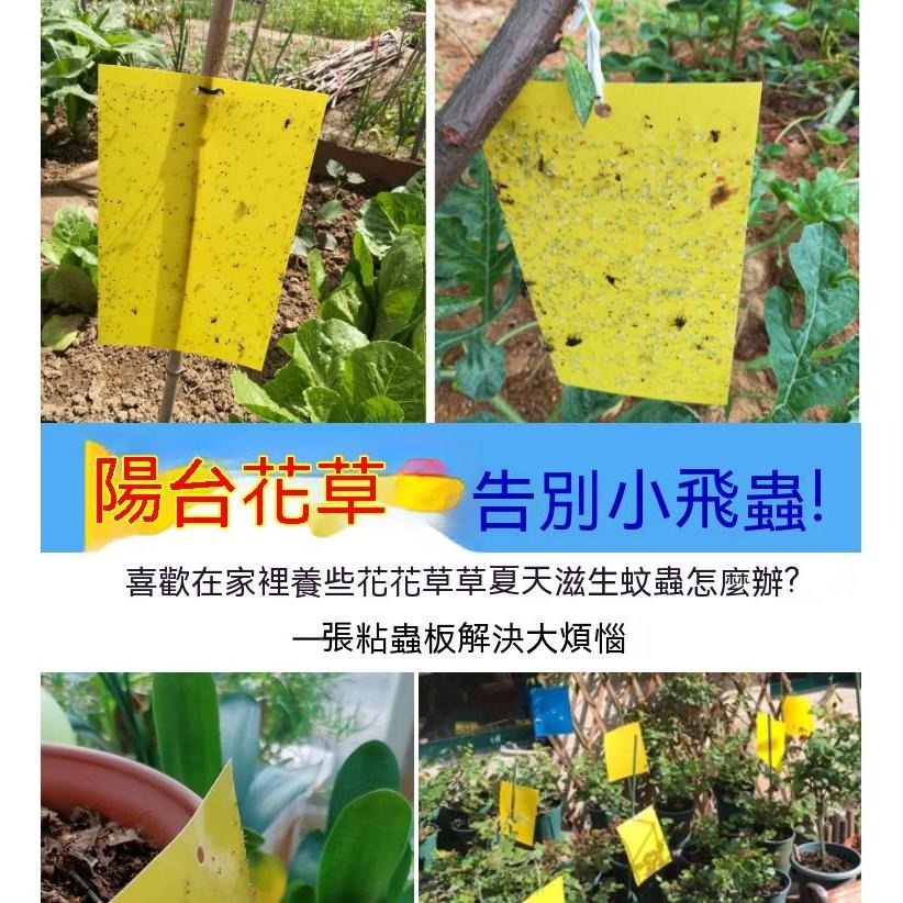 50片100元 黏蟲板 黃色黏蟲紙 黏蒼蠅紙 誘蟲板 黏蟲紙 植物防蟲紙 捕蟲板 黏蟲膠板 陽台菜園防蟲 雙面-細節圖4