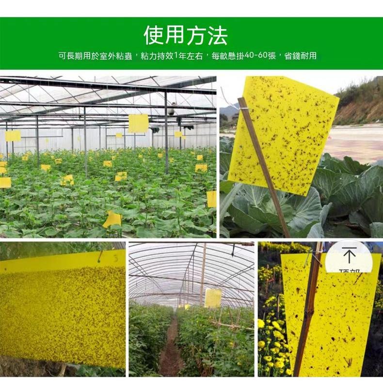 50片100元 黏蟲板 黃色黏蟲紙 黏蒼蠅紙 誘蟲板 黏蟲紙 植物防蟲紙 捕蟲板 黏蟲膠板 陽台菜園防蟲 雙面-細節圖5