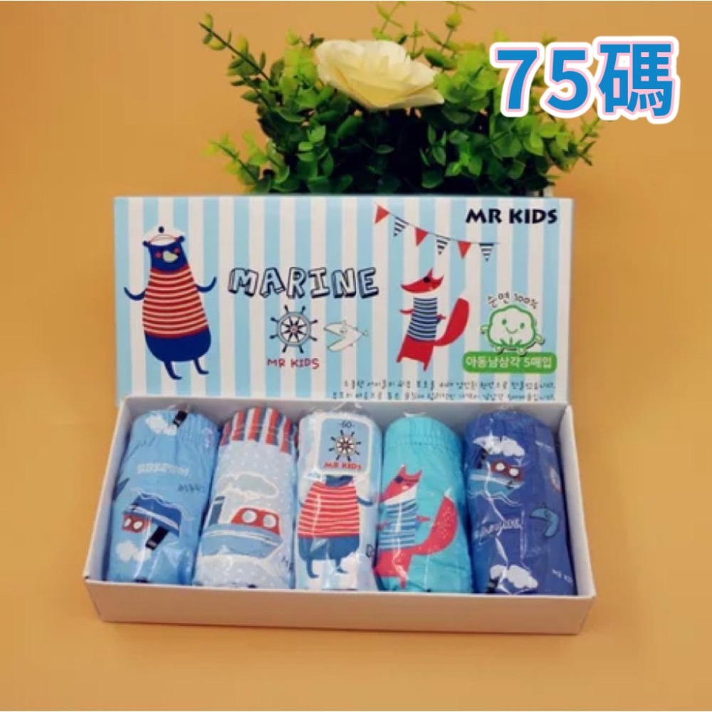 5-小狐狸~75碼(1條)