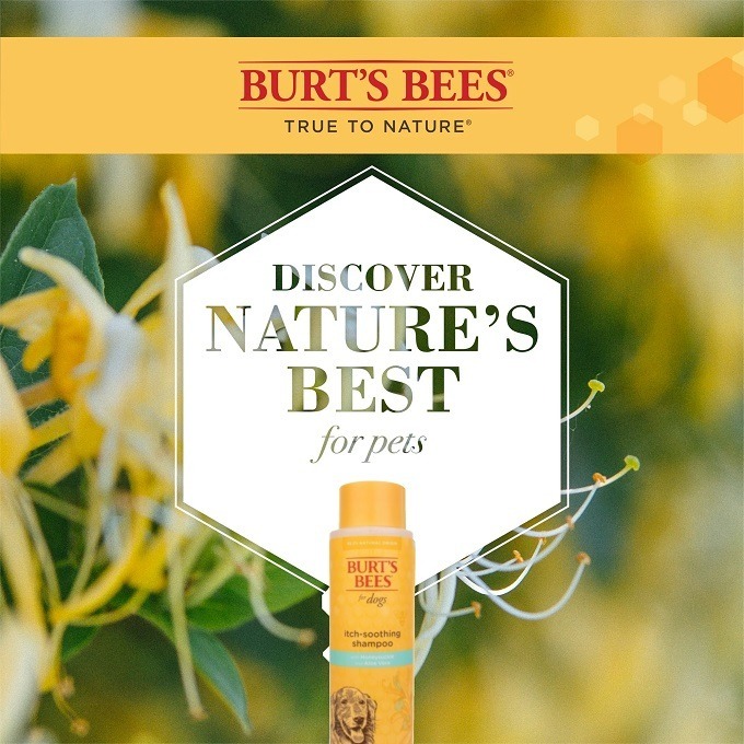 🐶美國原裝🐶 Burt＇s Bees for Pets 蜜蜂爺爺 狗狗舒緩乾癢沐浴露，含金銀花和蜂蜜-細節圖5