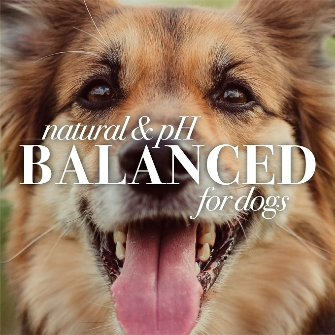 🐶美國名牌🐶 Burt＇s Bees 蜜蜂爺爺 低過敏性狗狗沐浴露 含乳木果油和蜂蜜-細節圖6