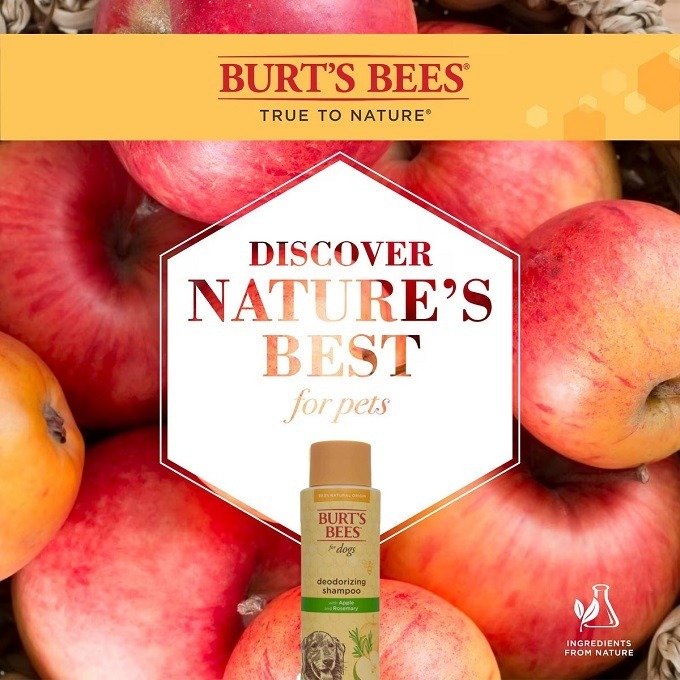 🐶美國原裝🐶 Burt＇s Bees for Pets 蜜蜂爺爺 狗狗天然除臭沐浴露，含蘋果和迷迭香-細節圖5