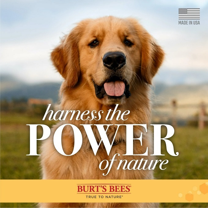 🐶美國原裝🐶 Burt＇s Bees 蜜蜂爺爺 二合一幼犬無淚沐浴露和護毛素 含酪乳和亞麻籽油-細節圖4