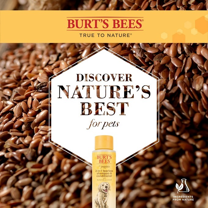 🐶美國原裝🐶 Burt＇s Bees 蜜蜂爺爺 二合一幼犬無淚沐浴露和護毛素 含酪乳和亞麻籽油-細節圖5