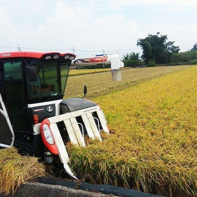 <純素/素食>  江山米人-糙米-產銷履歷-無農藥栽培-2公斤-細節圖3