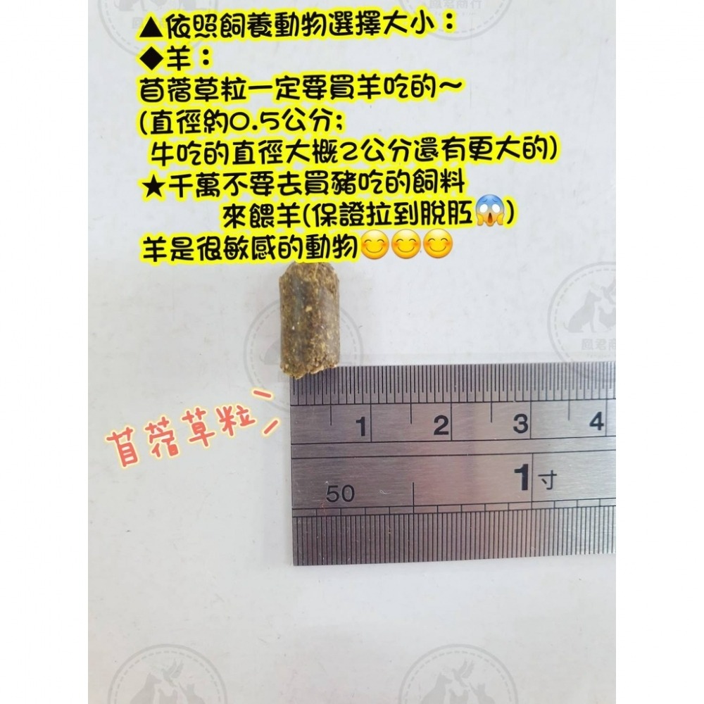 鳳君商行 天然苜蓿粒 分裝包 1公斤-細節圖2