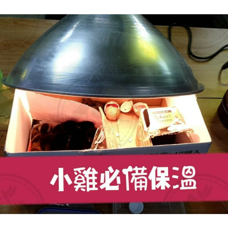 鳳君商行 175W保溫燈泡 家禽寒流必備-細節圖3