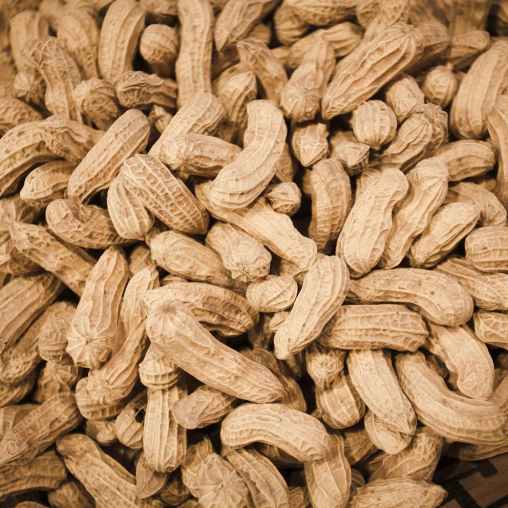 【御華生】頂級黑公主花生｜美食伴手禮 休閒零食 180g ｜黑金剛花生系列-細節圖3