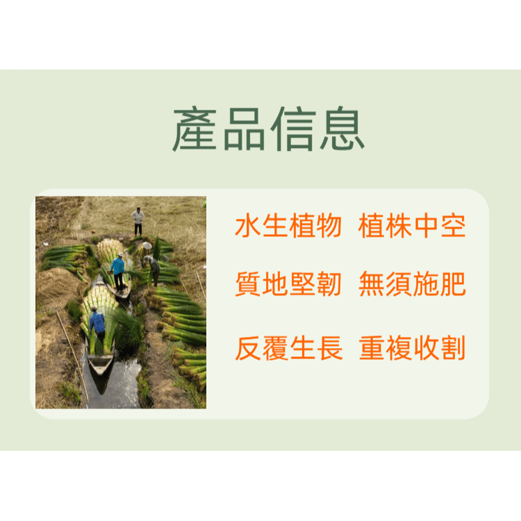 蒲草吸管100支紙盒裝-細節圖4