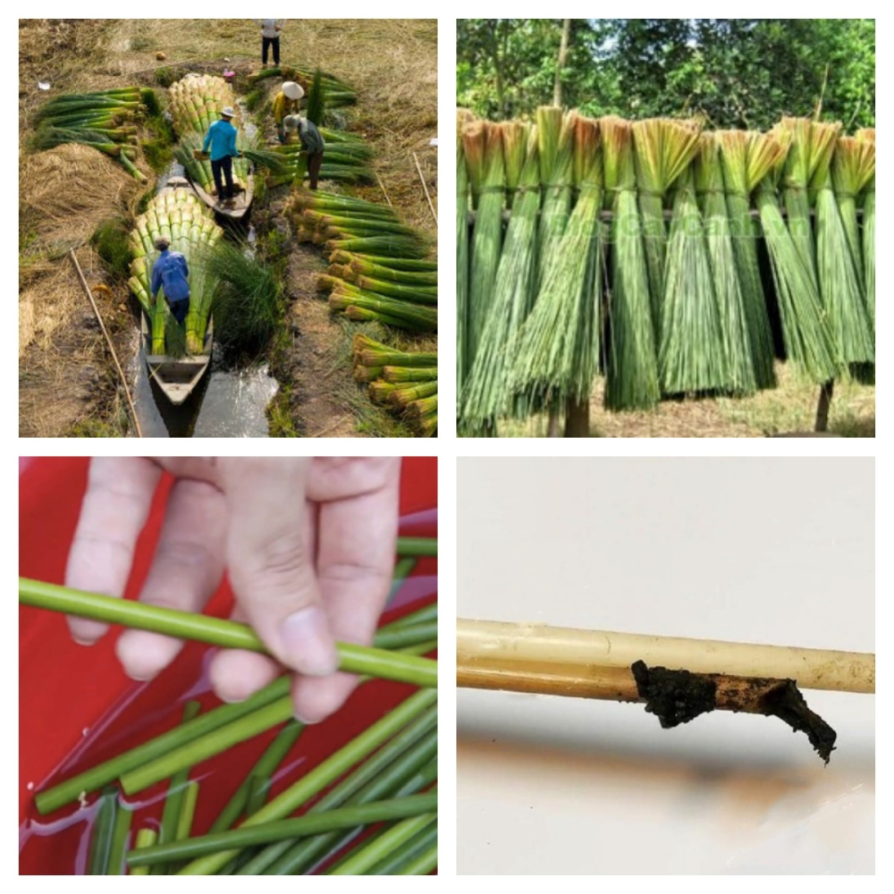 DR達潤天然蒲草吸管(散裝)-細節圖4