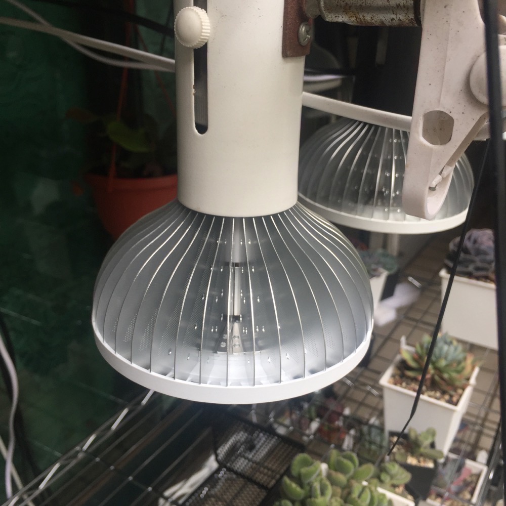 【互丞】 聚光投射燈泡型 led 植物燈 台灣製造 par燈 多肉 鹿角蕨 觀葉 塊根 龍舌蘭 大卷 一般植物-細節圖2
