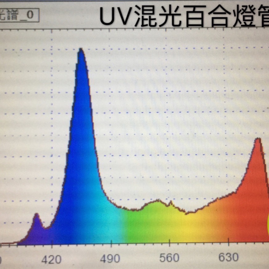 【互丞】UV混光百合 開根育苗型 燈管型 led 植物燈 防水 台灣製造 T8 育苗用 百合科 阿福花科 塊根-細節圖3