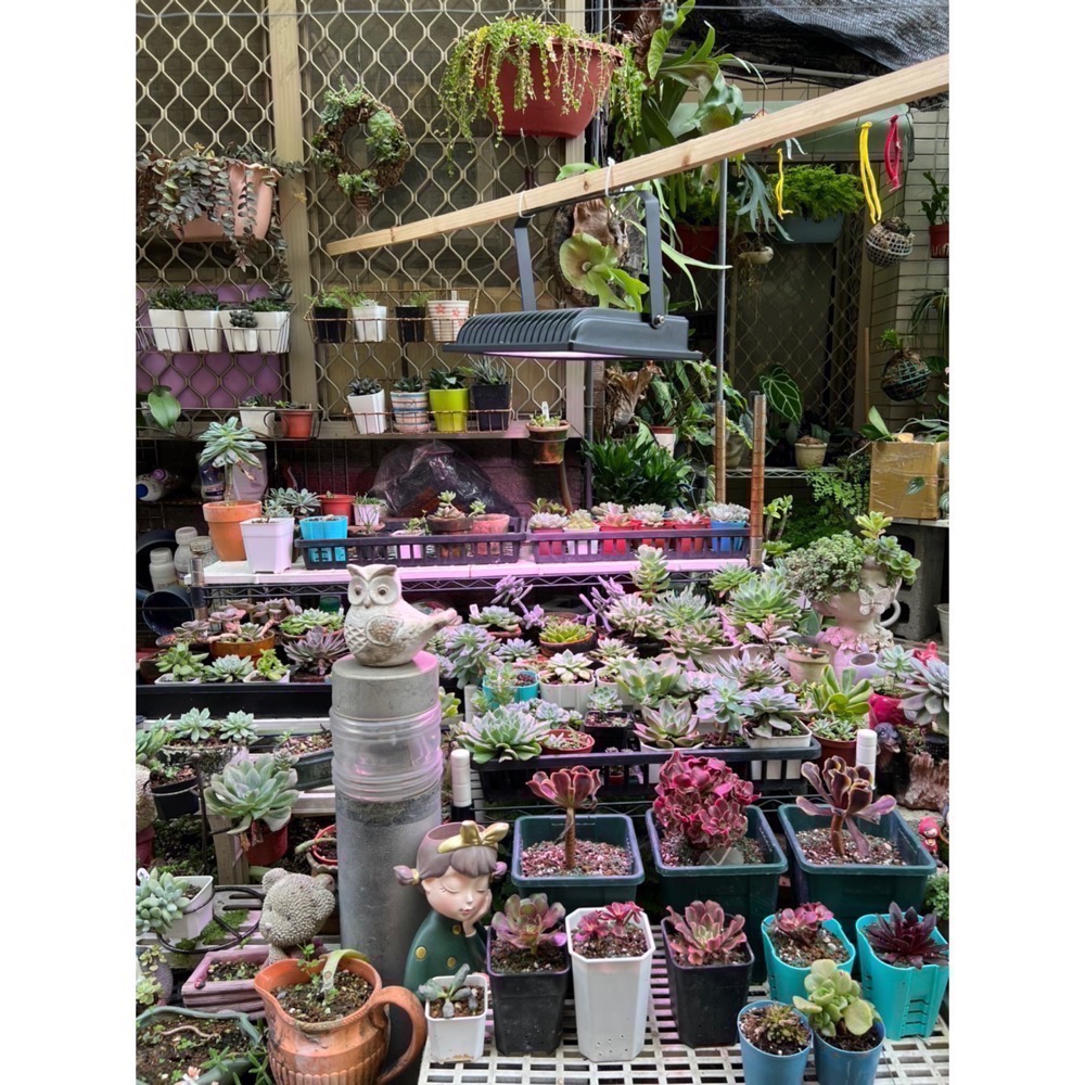 【互丞】 泛光型 led 植物燈 台灣製造 多肉 鹿角蕨 觀葉 塊根 龍舌蘭 防水 戶外 植物牆 溫室 大棚-細節圖2