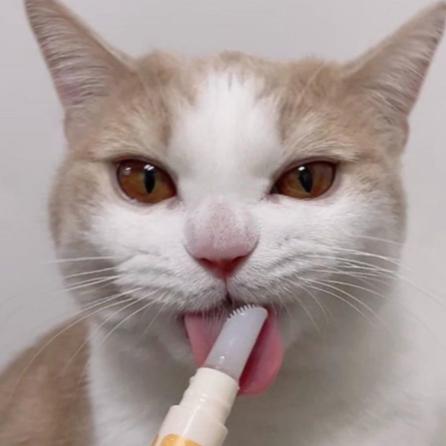 韓國Chika潔牙筆(牙膏牙刷一支搞定)幼貓-細節圖3