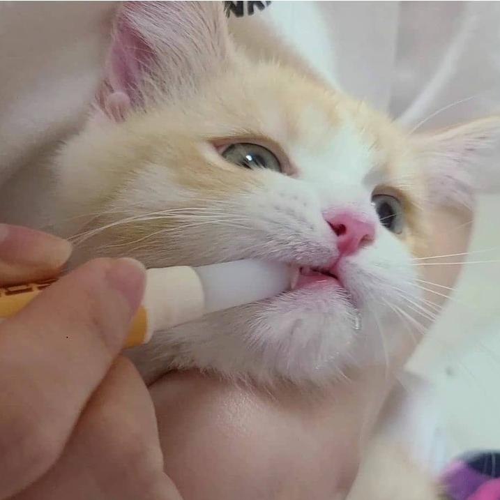 韓國Chika潔牙筆(牙膏牙刷一支搞定)幼貓-細節圖4